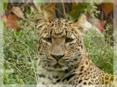 Leopardo Pintado.