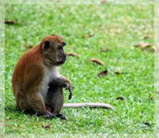 Macaco sentado olhando.